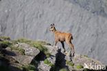 Chamois (Rupicapra rupicapra)