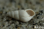 Geplooide tandhoren (Odostomia conoidea)