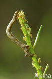 Gepluimde spanner (Colotois pennaria)