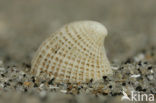 Common Slit-limpet (Emarginula fissura)