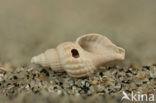 Prickly Spindle-shell (Trophon muricatus)