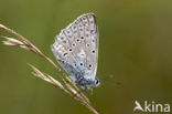 Polyommatus daphnis