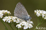 Polyommatus daphnis