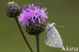 Polyommatus daphnis