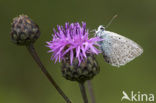 Polyommatus daphnis