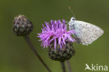 Polyommatus daphnis