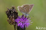 Polyommatus daphnis