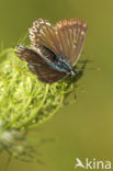 Polyommatus daphnis