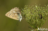 Polyommatus daphnis