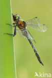 Gevlekte glanslibel (Somatochlora flavomaculata) 