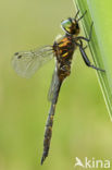 Gevlekte glanslibel (Somatochlora flavomaculata) 