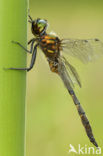 Gevlekte glanslibel (Somatochlora flavomaculata) 