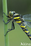 Golden-ringed Dragonfly (Cordulegaster boltonii)
