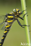 Golden-ringed Dragonfly (Cordulegaster boltonii)