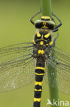 Golden-ringed Dragonfly (Cordulegaster boltonii)