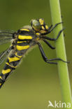 Golden-ringed Dragonfly (Cordulegaster boltonii)
