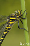 Golden-ringed Dragonfly (Cordulegaster boltonii)