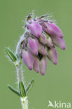 Cross-leaved Heather (Erica tetralix)