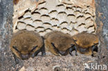 Gewone dwergvleermuis (Pipistrellus pipistrellus)