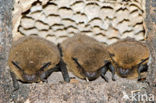 Gewone dwergvleermuis (Pipistrellus pipistrellus)