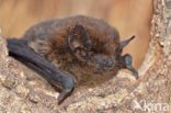 Gewone dwergvleermuis (Pipistrellus pipistrellus)