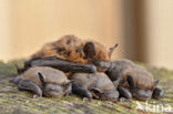 Gewone dwergvleermuis (Pipistrellus pipistrellus)