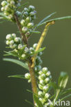 Gewone heispanner (Ematurga atomaria)