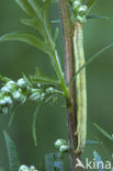 Gewone heispanner (Ematurga atomaria)