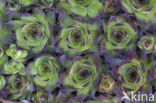 common houseleek (Sempervivum tectorum)