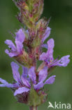 Purple Loosestrife (Lythrum salicaria)