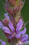 Purple Loosestrife (Lythrum salicaria)