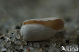Blunt Bubble-shell (Retusa obtusa)