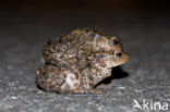 Gewone pad (Bufo bufo)