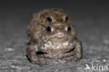 Gewone pad (Bufo bufo)