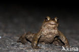 Gewone pad (Bufo bufo)