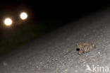 Common Toad (Bufo bufo)