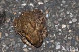 Common Toad (Bufo bufo)