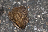 Common Toad (Bufo bufo)