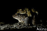 Common Toad (Bufo bufo)