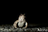 Common Toad (Bufo bufo)