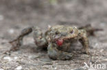 Common Toad (Bufo bufo)