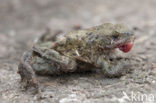 Gewone pad (Bufo bufo)