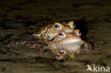 Gewone pad (Bufo bufo)