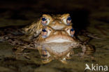 Gewone pad (Bufo bufo)