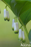 Gewone salomonszegel (Polygonatum multiflorum)