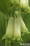 Gewone salomonszegel (Polygonatum multiflorum)