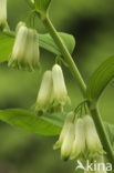 Gewone salomonszegel (Polygonatum multiflorum)