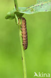 Gewone silene-uil (Hadena bicruris)