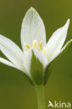 Gewone vogelmelk (Ornithogalum umbellatum)