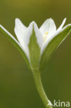 Gewone vogelmelk (Ornithogalum umbellatum)